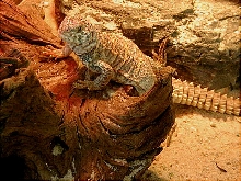 L-1