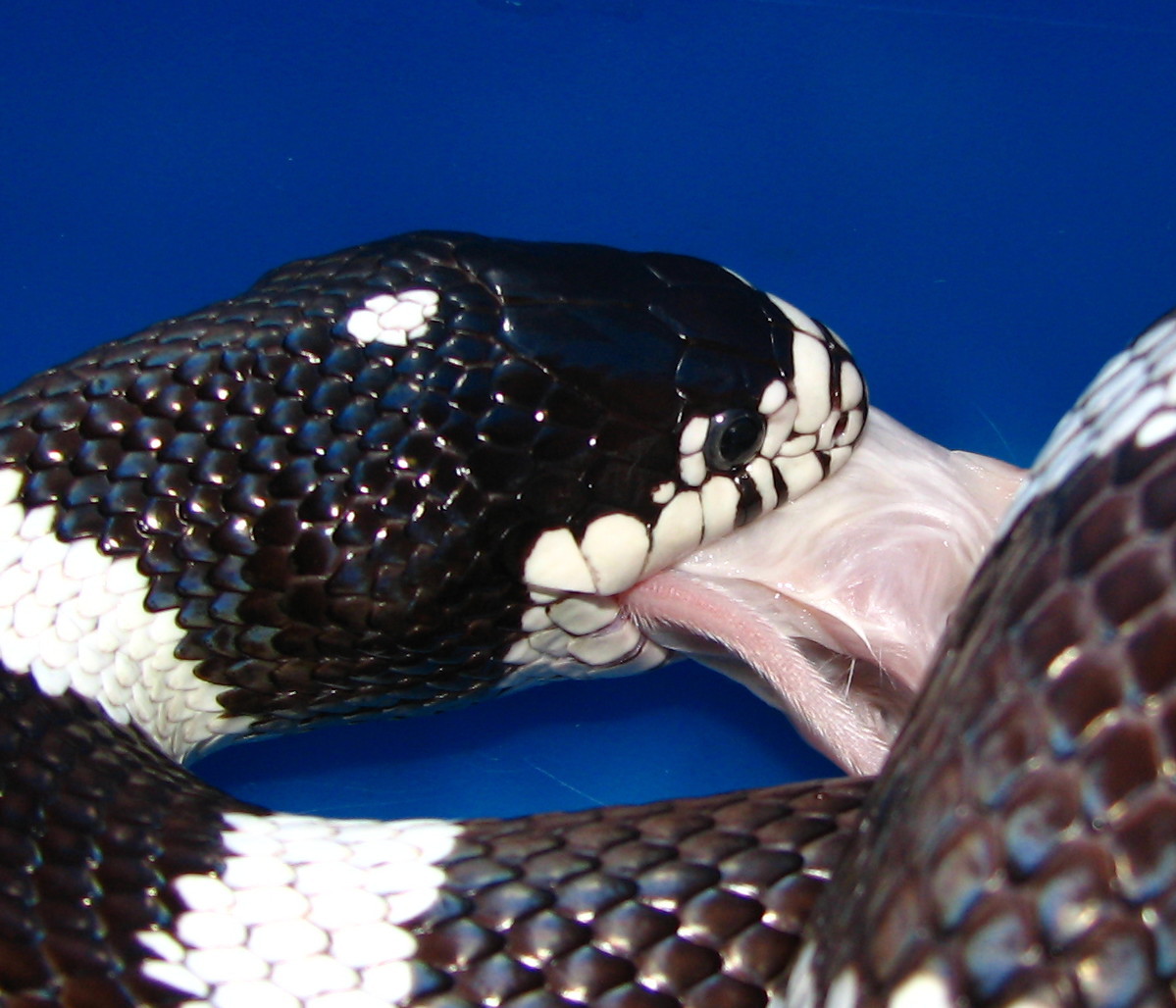 Zorro1