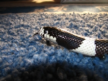 Zorro Blue Carpet Shot