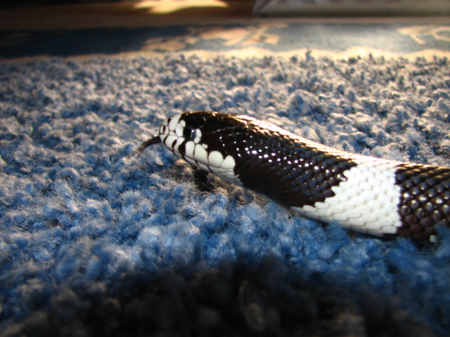 Zorro Blue Carpet Shot