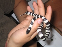 My little Zebra!