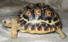 Herman