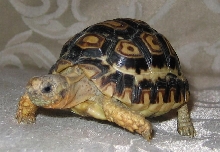 Herman