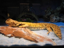 Spike