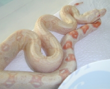 03' male albino