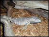 16" Blackthroat monitor, January 10th 2002