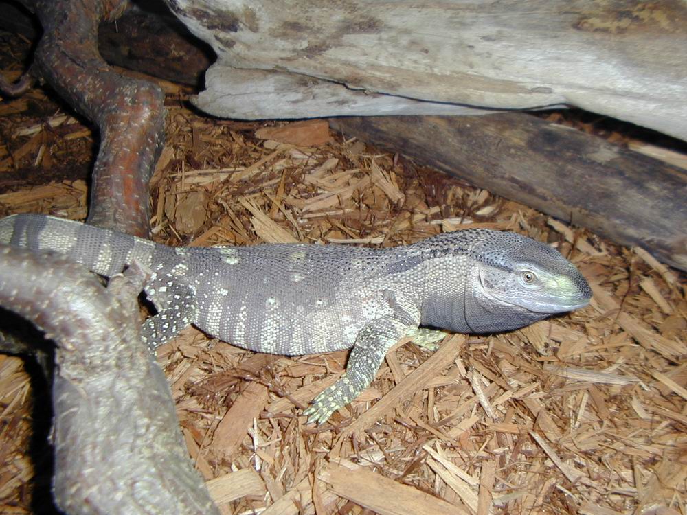 16" Blackthroat monitor, January 10th 2002