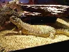 lounge lizard
