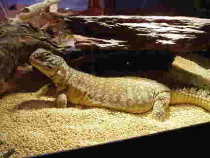 lounge lizard
