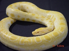 Faded Albino Strain Burmese Python