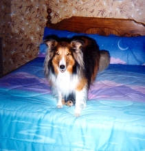 Laddie