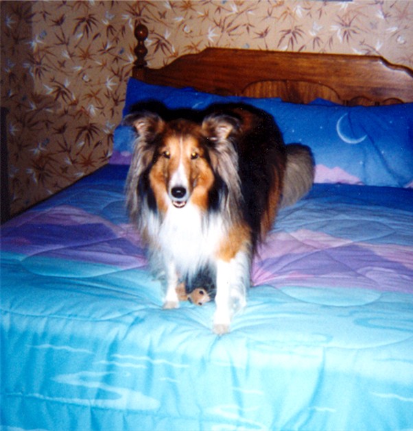 Laddie
