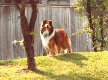 Pippin