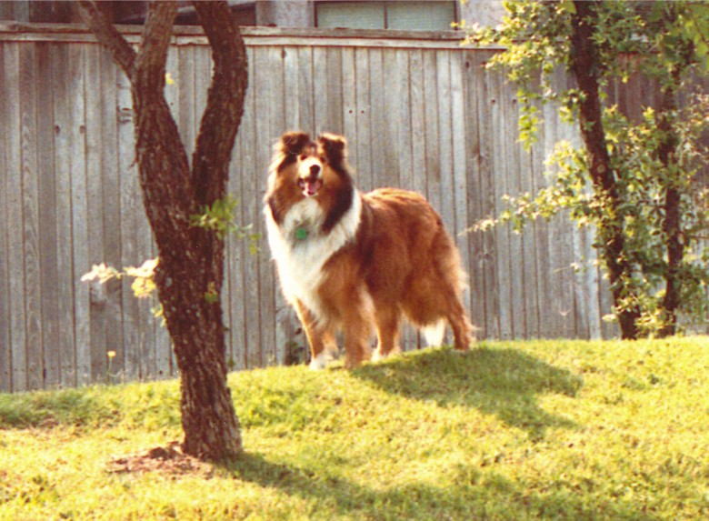 Pippin