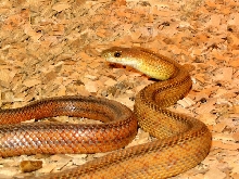 bairds ratsnake