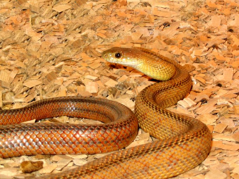 bairds ratsnake
