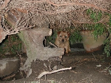 "Hale" a  Norfolk Terrier