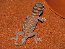stellatus