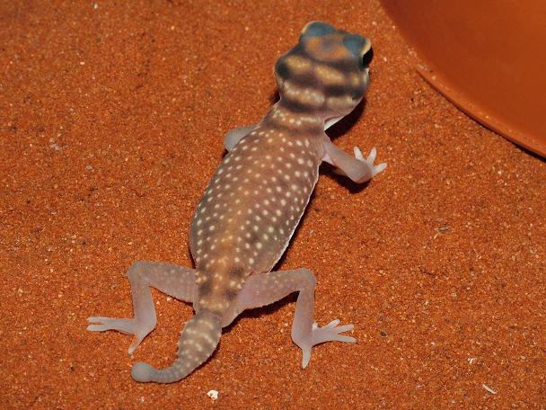stellatus