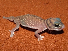 stellatus