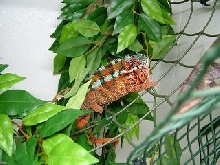 Morensetra