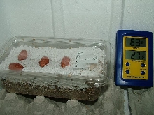 Wheeleri eggs