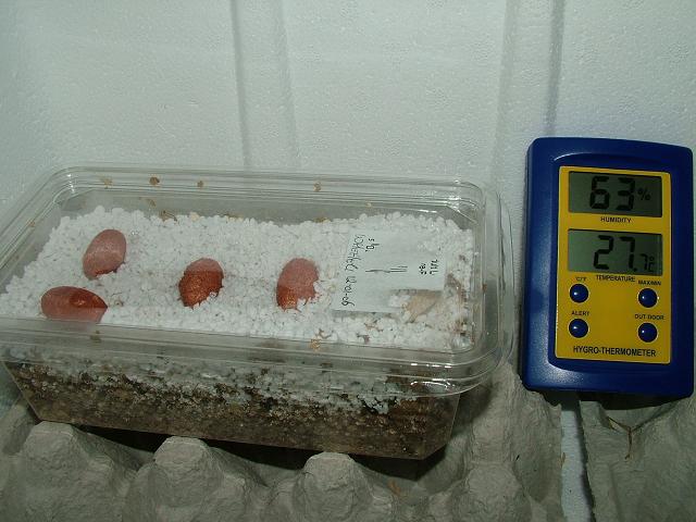 Wheeleri eggs