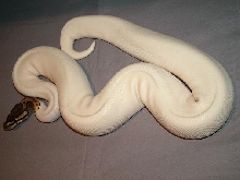 Piebald