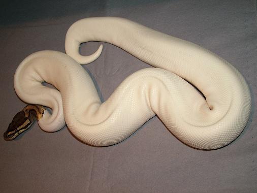 Piebald