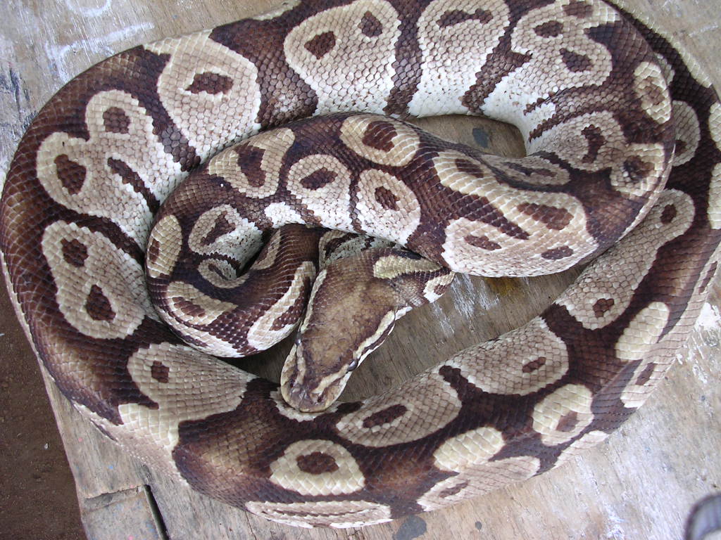 Burgandy hypo