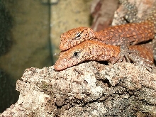 pilbarensis