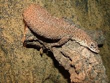 storri
