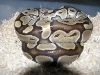 Female