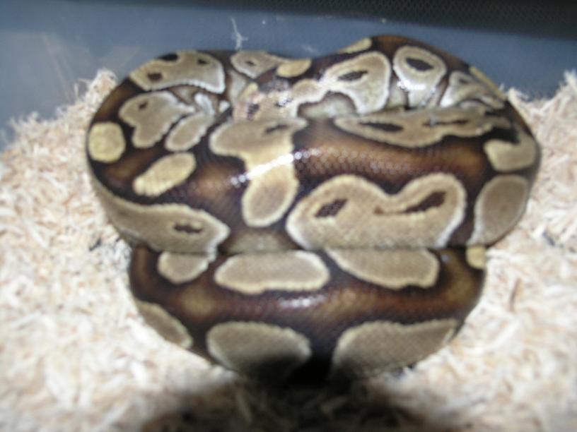 Female