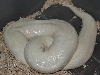 pied tonight 2