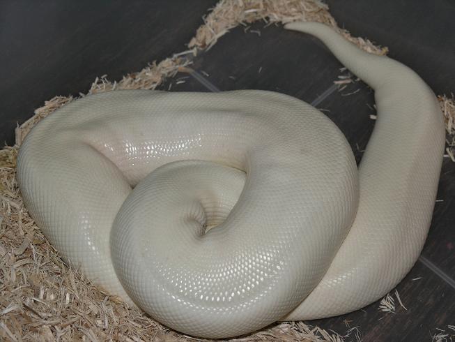 pied tonight 2