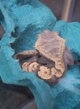 crested :)