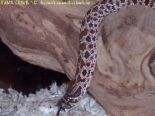 hog climbing