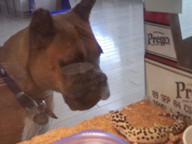 dog vs gecko