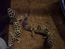 geckos
