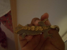 Ethan my crested