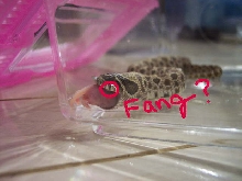 fang?