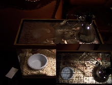 hognose enclosure