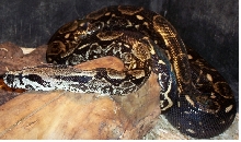Gravid Female El salvador