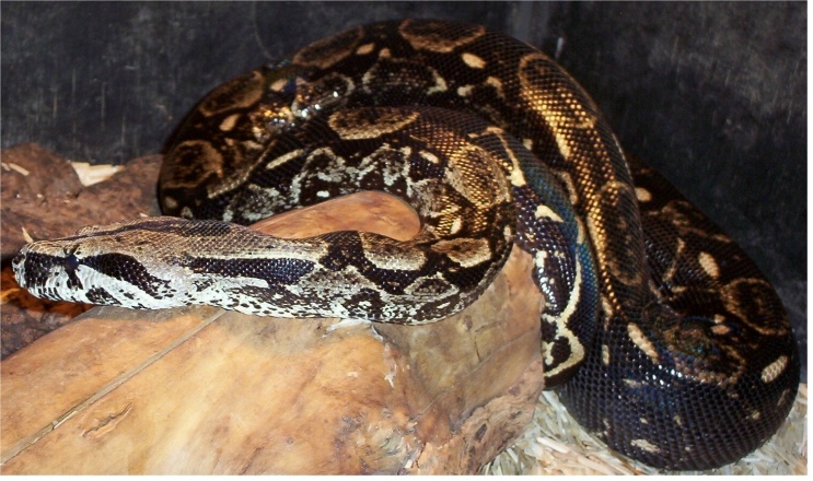 Gravid Female El salvador