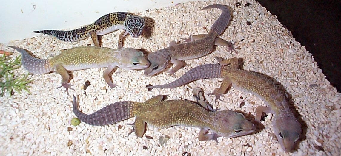 baby geckoes