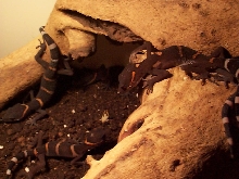 Cave gecko