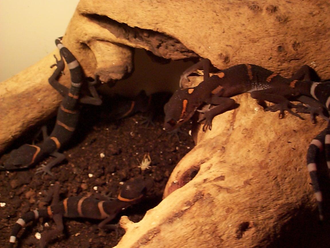 Cave gecko
