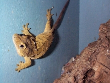 crested