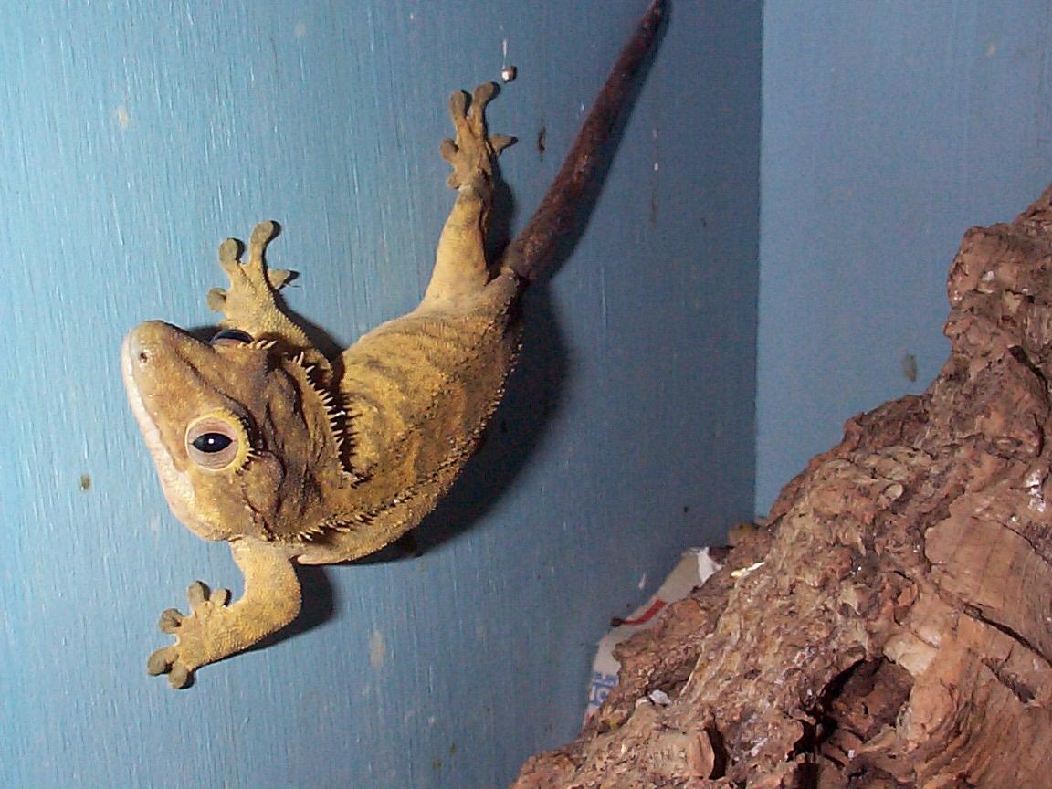 crested